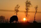 Ondergaande zon en schaap